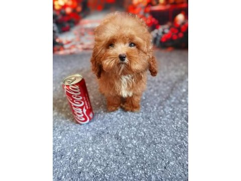 Maltipoo yavrumuz