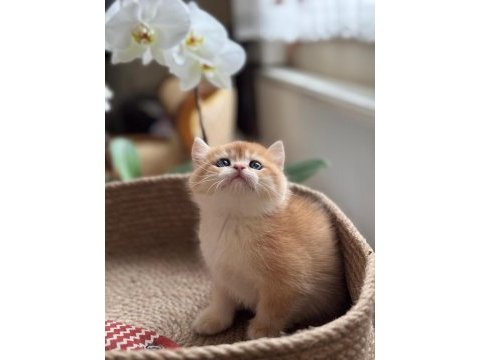 Teslime hazır golden british shorthair