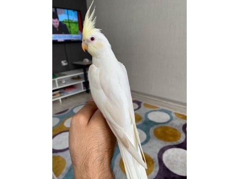 He will be albino sultan papağanlar