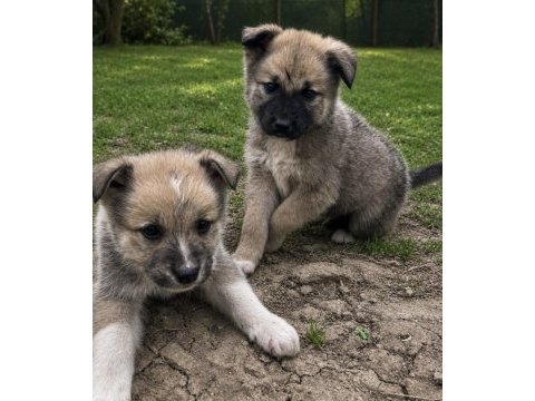 Akita yavruları