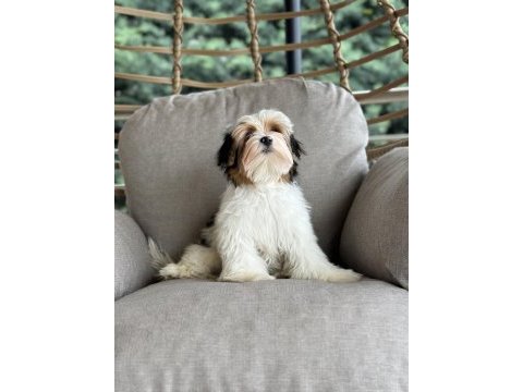 Yurtdışından scr’li anne babadan morkie yavrumuz