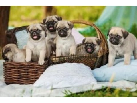 Irk ve sağlık garantili pug köpekler