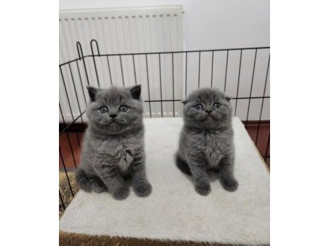 Müthiş güzellikte safkan scottish fold