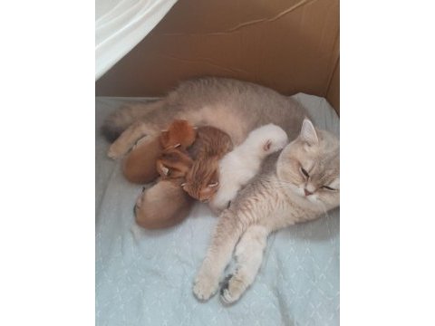Golden ve beyaz british shorthair bebekler
