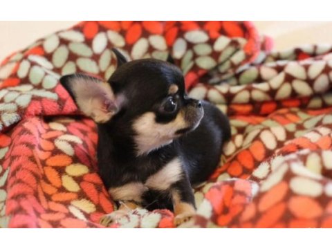 Chihuahua bebekler