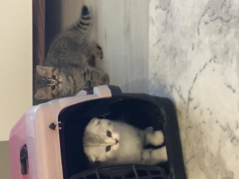2 aylık scottish fold yavrularım
