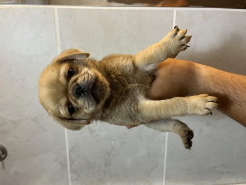 Pug mops özel renk yavrular