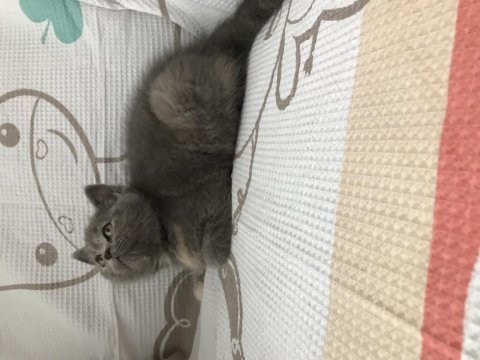 2 aylık orjinal sevimli british longhair kedimiz