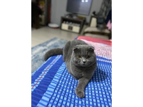 Baskın yetişkin erkek scottish fold
