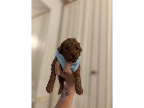 Orjinal red brown poodle yavrular