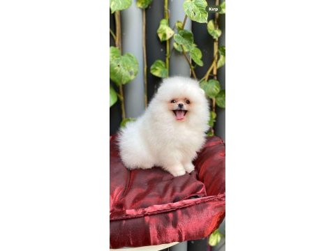 Pomeranian harika