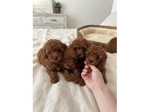 Toy poodle yavrular