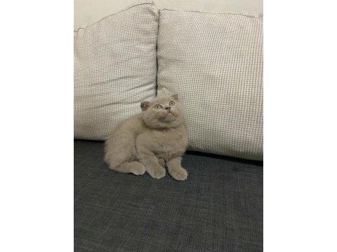 Şirin ve sevimli scottish fold yavrumuz