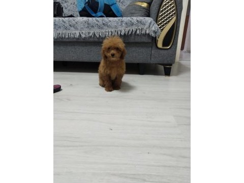 Toy poodle köpeğimiz