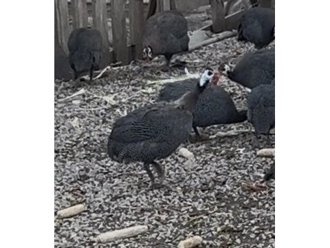 Beç tavukları
