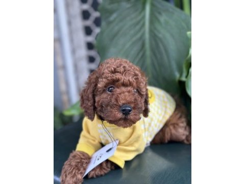 Toy poodle köpeği