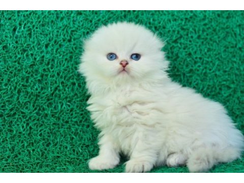 Prensesimiz ns1133 scottish fold longhair 
