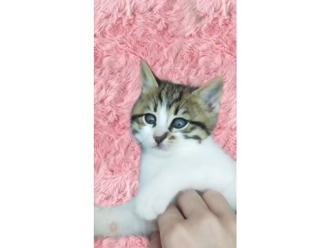 Acil dişi yavru kedimizi sahiplendirme