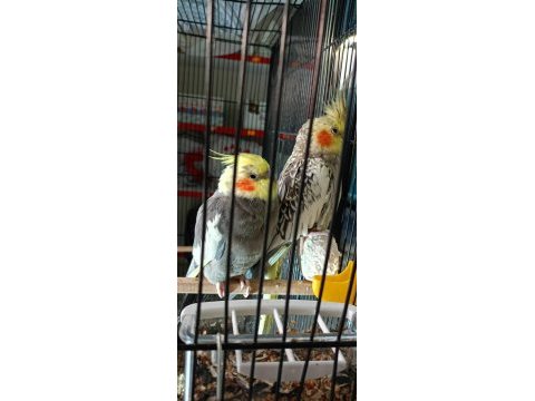 Sultan yavruları ve yumurtalı hazır çift sultan takım