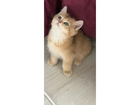 Ny11 safkan british shorthair golden bebek