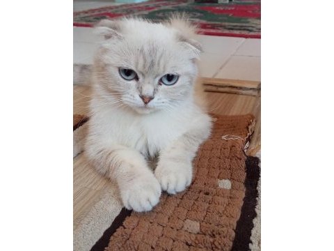 British shorthair beyaz dişi