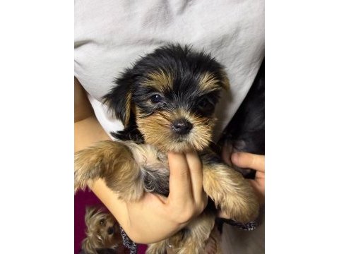 Kaliteli yorkshire terrier yavrularımız
