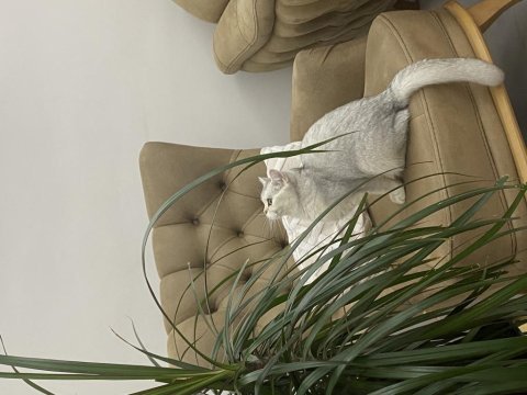 British shorthair kedimiz