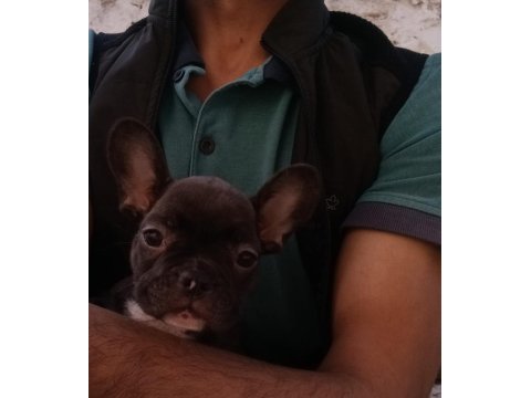 Mart 1 doğumlu french bulldog