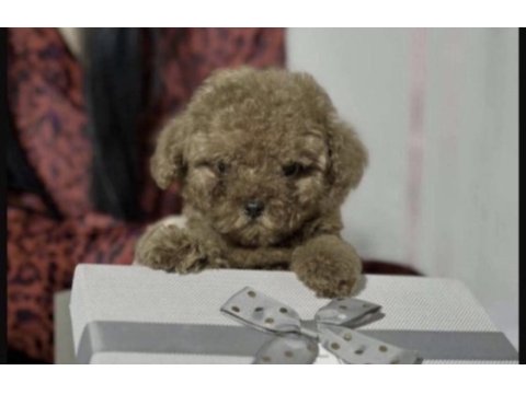 Toy poodle yavrusu