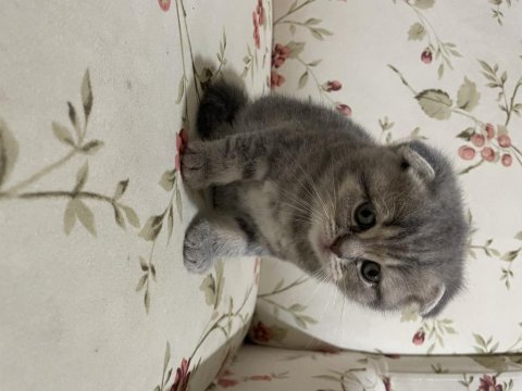 Sevimli yavrular scottish fold