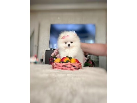 Mikro cep boy dişi pomeranian boo