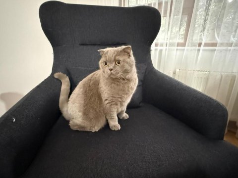 Kedimiz happy yeni sahibini arıyor