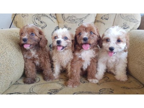 Hem şeker hemde kıvır kıvır maltipoo