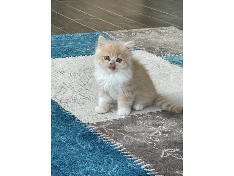 Chinchilla bebekler ailelerini arıyor