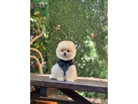 Üst kalite pomeranian boo
