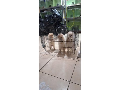 Pomeranian boo köpekler