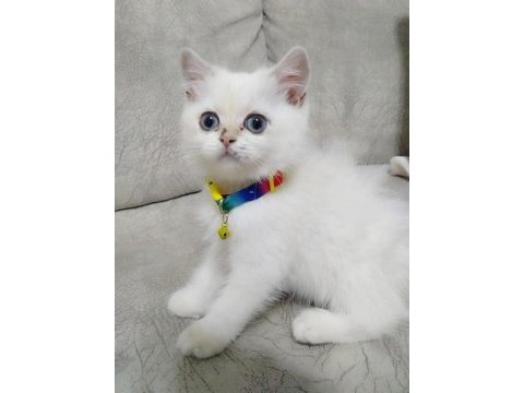 British longhair acil ilan