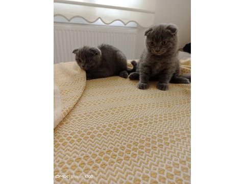Safkan ırk scottish fold kediler