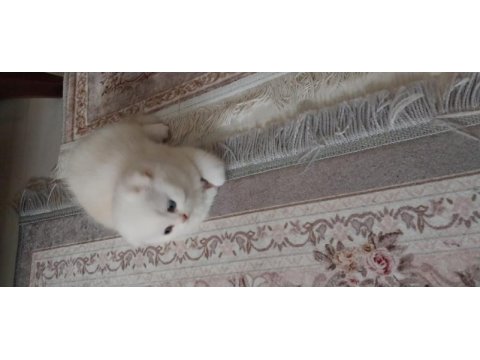 Scottish fold yavrumuz
