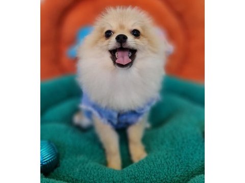 Şecereli teacup pomeranian yavrularımız