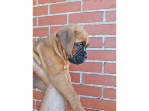 Orijinal boxer yavruları...