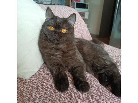 British shorthair kara kız