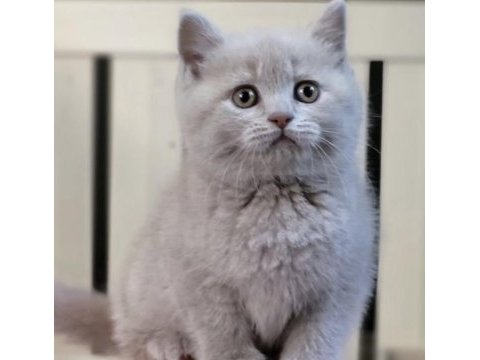 Brıtısh shorthair lılak yavrularım 