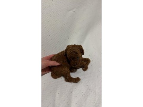 Toy poodle yavrular