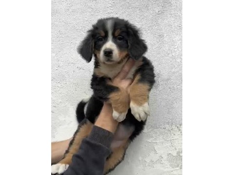 Bernese dağ köpeği