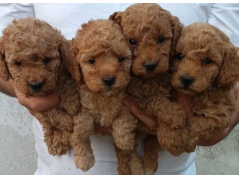 Kaliteli poodle yavrular