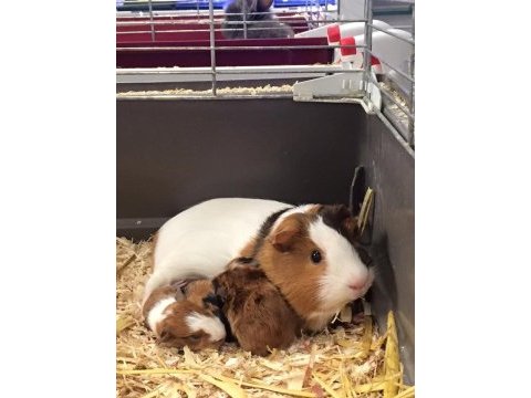 Guineapig yavrular aynı gün set halinde teslim edilir