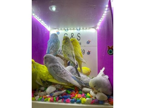 30 35 günlük bebek muhabbet kuşu yavrular
