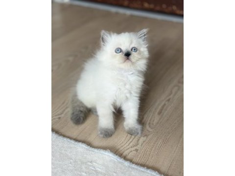 British longhair kedimiz