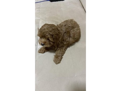 Poodle kıvamında a kalite maltipoo